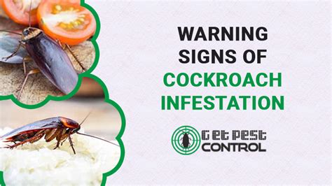 cockroach change skin|Top 7 Signs of a Cockroach Infestation (And What to .
